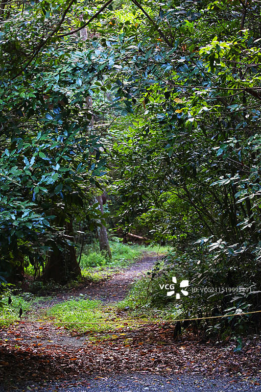 森林中的树木小路图片素材