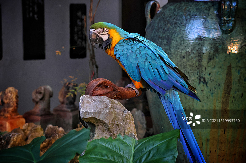 金刚鹦鹉的羽毛呈现出鲜艳的蓝色，仿佛一块宝石在阳光下闪耀图片素材
