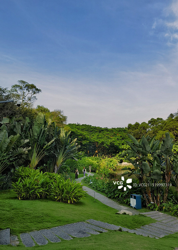 厦门植物园一角图片素材