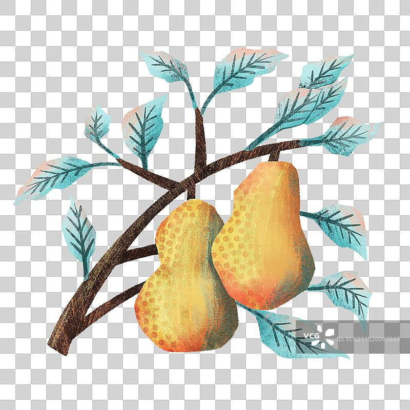 拼贴手绘枝头上的梨图片素材