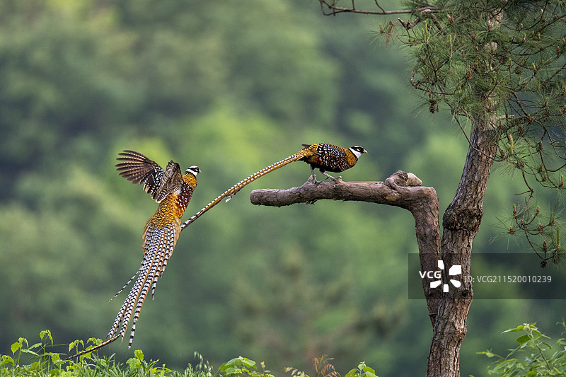 白冠长尾雉图片素材