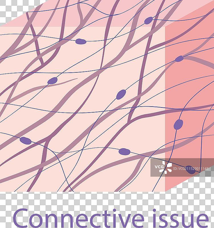 结缔组织结构细节图片素材