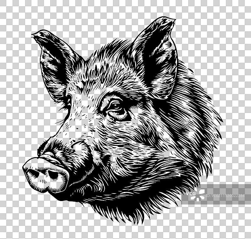 野猪素描雕刻风格图片素材