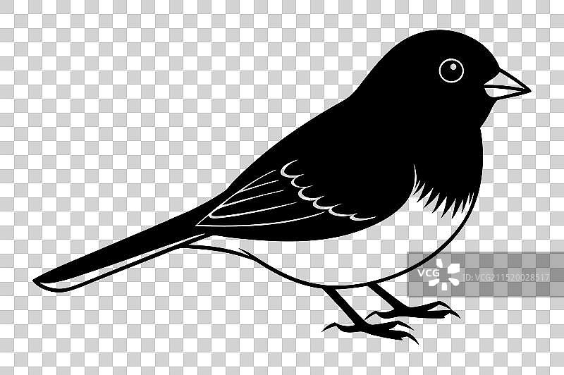 黑眼灯草雀图片素材