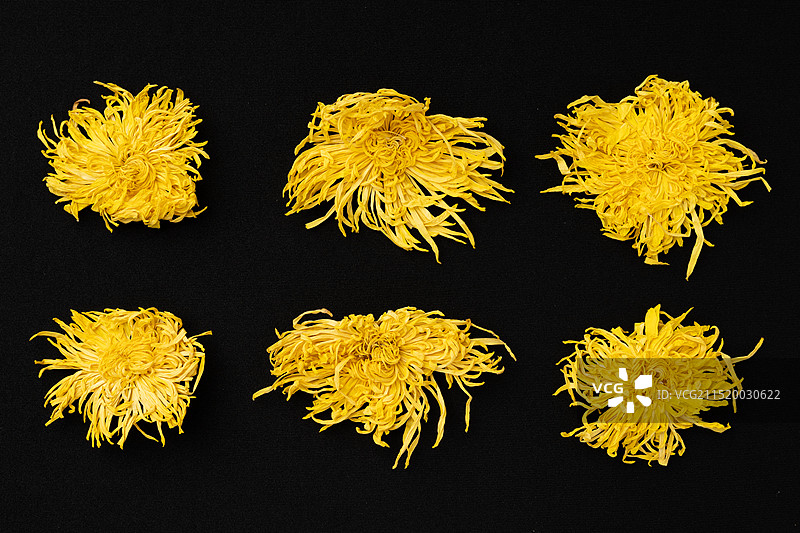 金丝皇菊养生茶，大朵黄菊花茶，胎菊花草茶静物特写图片素材