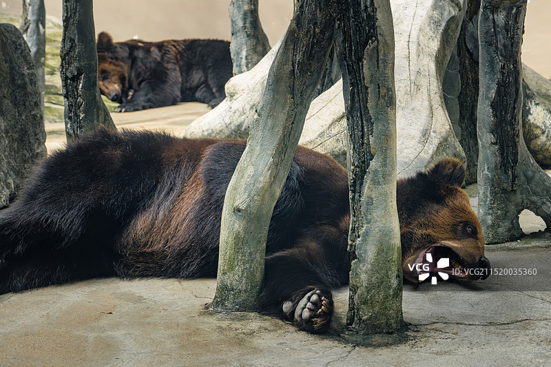 树荫下休憩睡觉的野生动物棕熊图片素材
