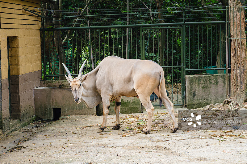 非洲草原上的野生动物大羚羊图片素材