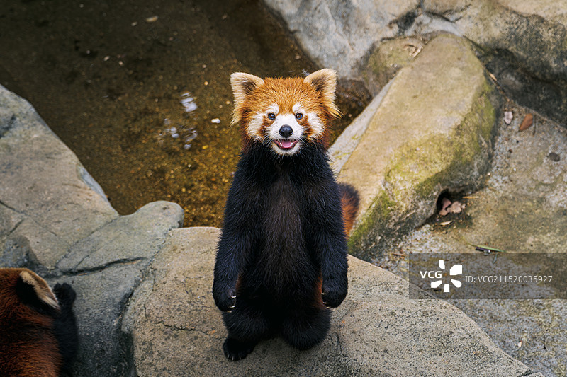 野生动保护物小熊猫特写图片素材