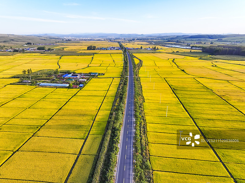 无人机航拍东北金黄色的稻田图片素材