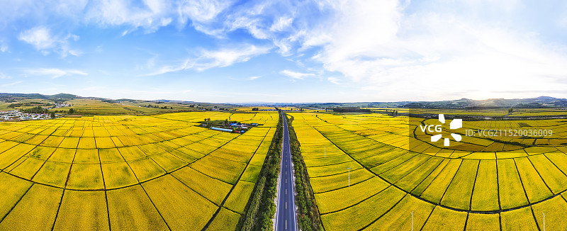 无人机航拍东北金黄色的稻田图片素材