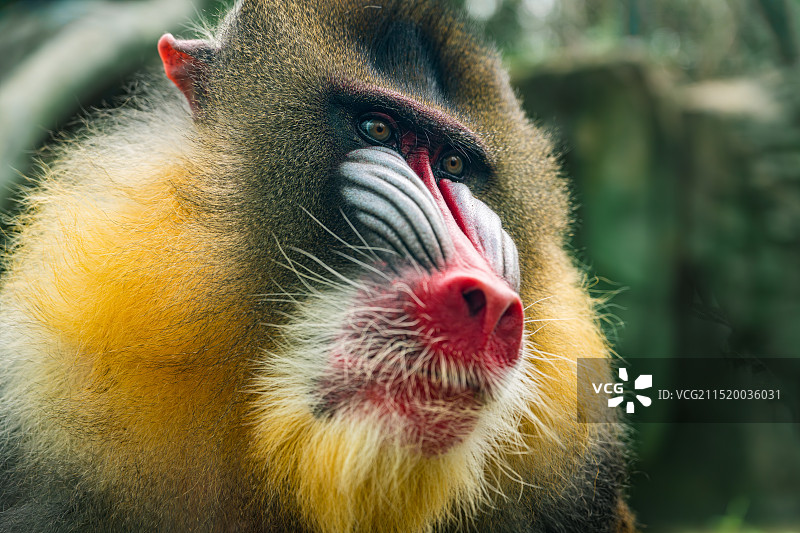 非洲野生灵长类动物山魈猴子猩猩狒狒图片素材