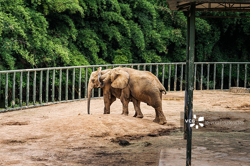 非洲野生动物大象的亲密互动漫步对峙图片素材