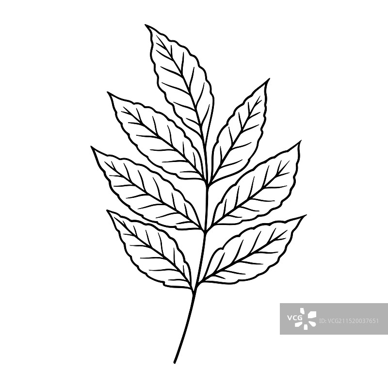 线条艺术风格的秋叶图片素材