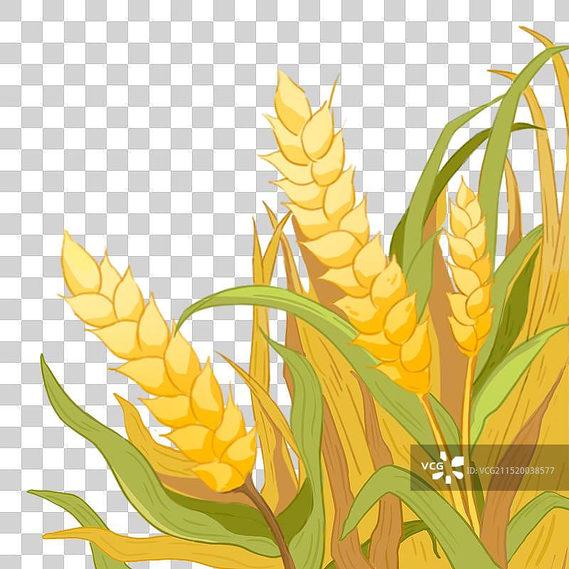 立秋小满秋天田野成熟麦穗麦田节气丰收插画素材图片素材