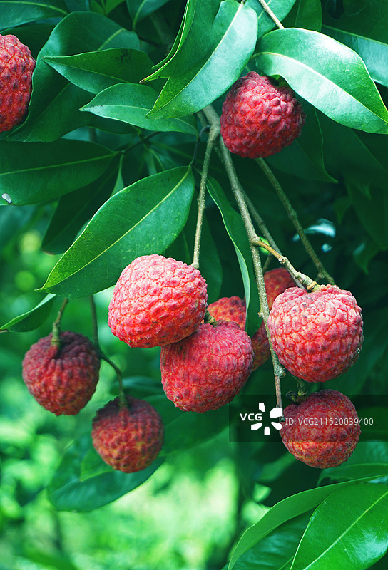 香甜的仙进奉荔枝。图片素材