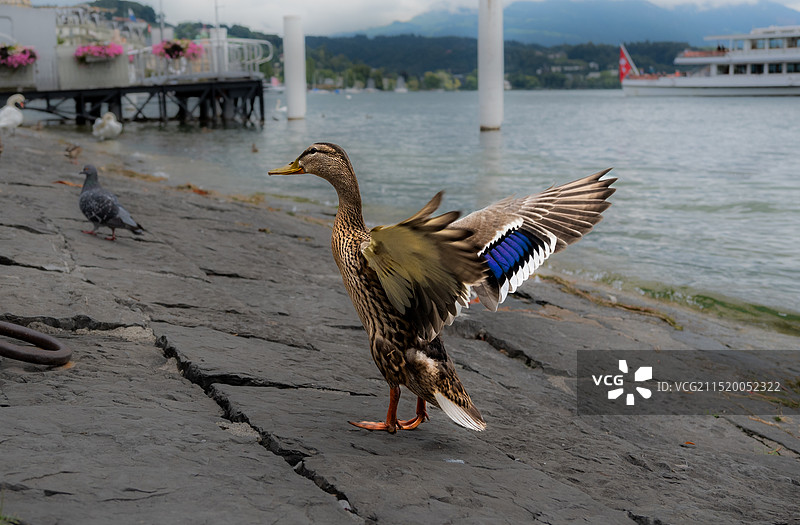 瑞士卢塞恩琉森湖畔的鸭子展翅图片素材