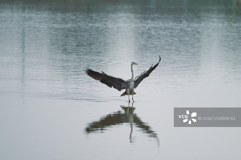 苍鹭在湖面张开翅膀图片素材