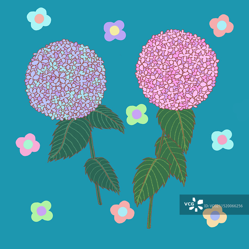 绣球花插画图片素材
