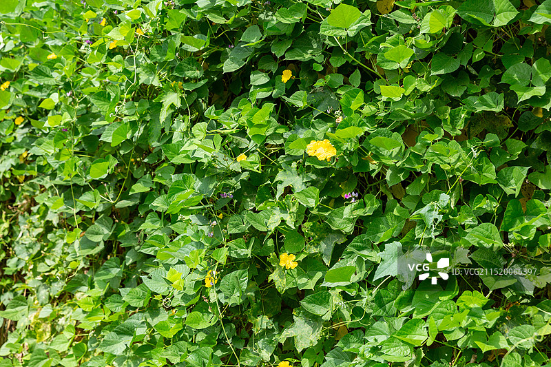 爬满墙壁的丝瓜秧图片素材