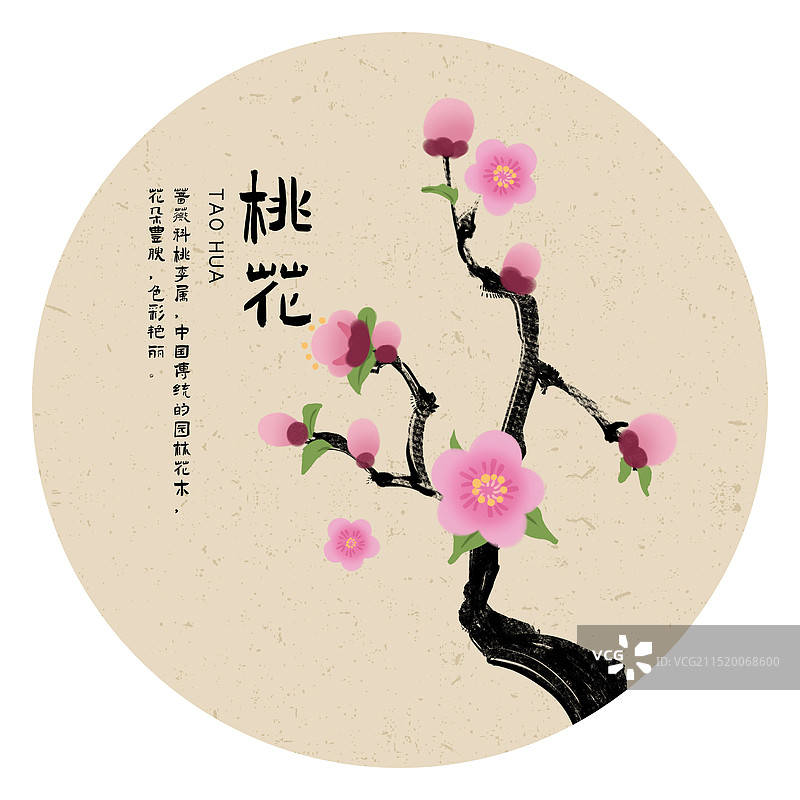 桃花简介百科手绘插画图片素材