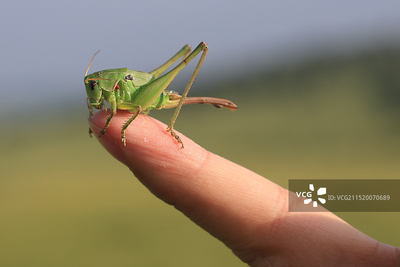 草原上的手持绿蚱蜢图片素材