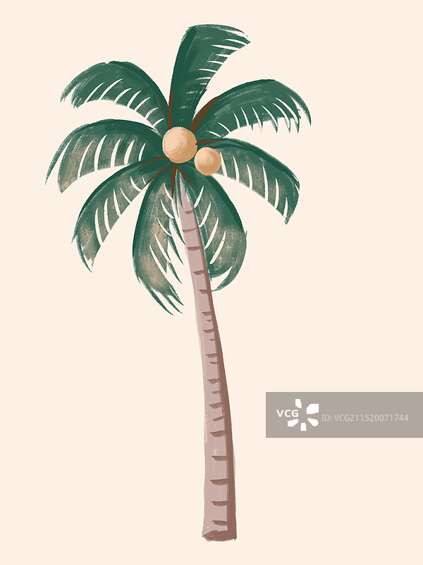 椰子树图片素材