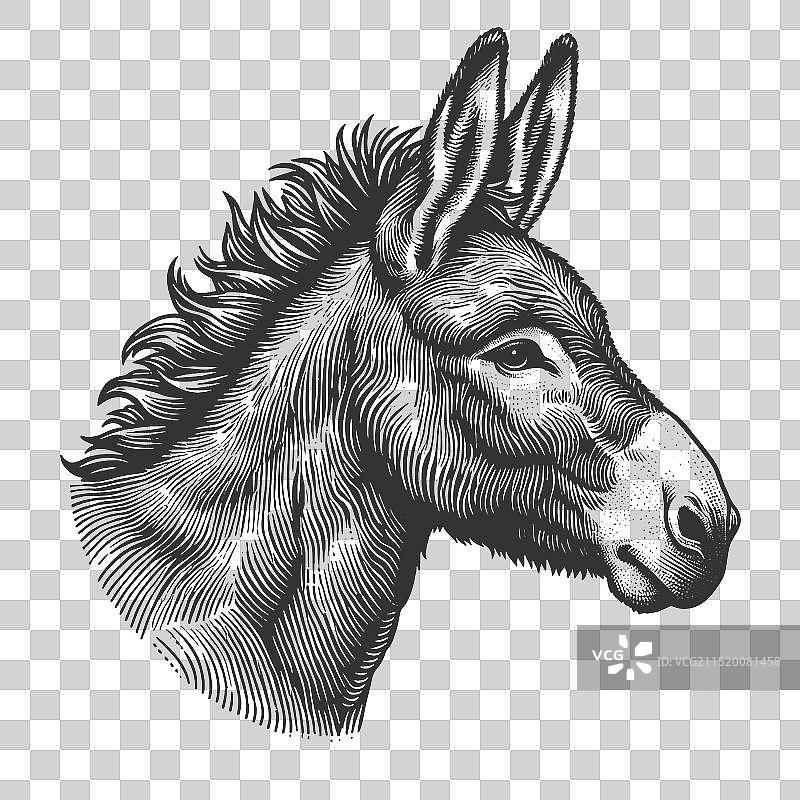 驴的雕刻素描图片素材