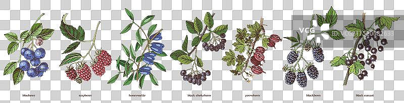 手绘浆果树枝素材合集图片素材