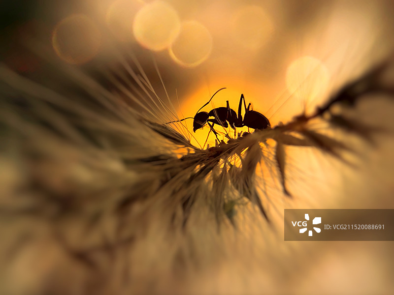 落日蚂蚁图片素材