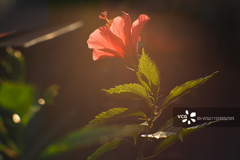 夕阳下的芙蓉图片素材