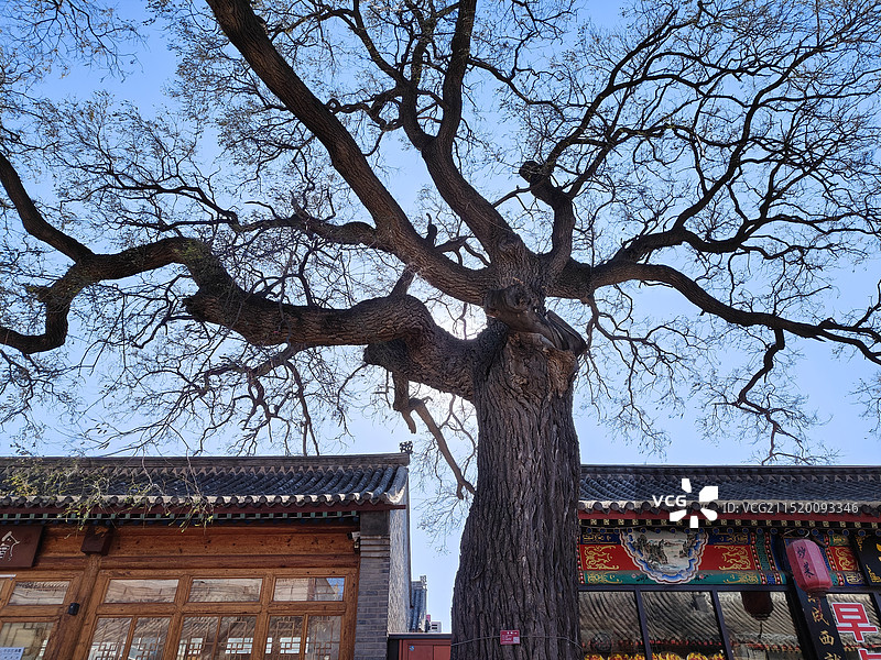 北京延庆岔道古城老槐树冬日对蓝天景色图片素材