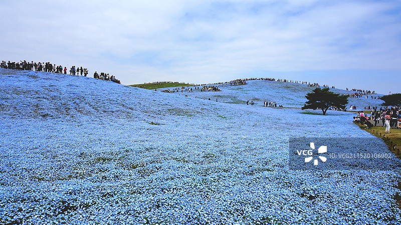 日本茨城县常陆那珂市，国营常陆海滨公园的粉蝶花图片素材