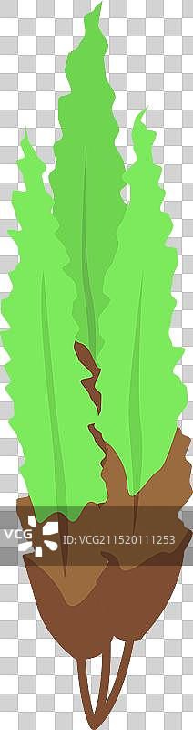 水下生长的绿色海带图片素材