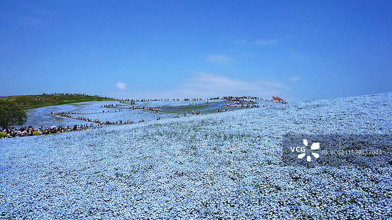 日本茨城县常陆那珂市，国营常陆海滨公园的粉蝶花图片素材