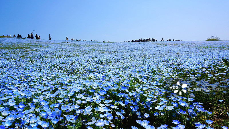 日本茨城县常陆那珂市，国营常陆海滨公园的粉蝶花图片素材