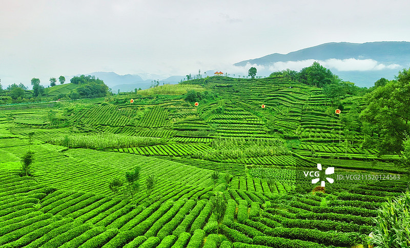 茶园的早晨图片素材