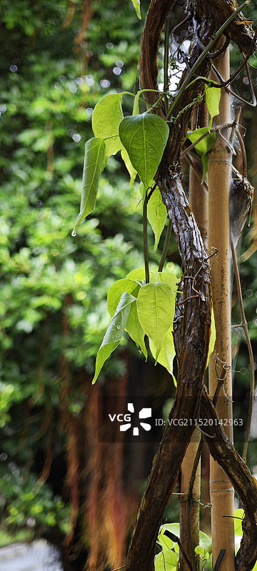 雨后绿植图片素材