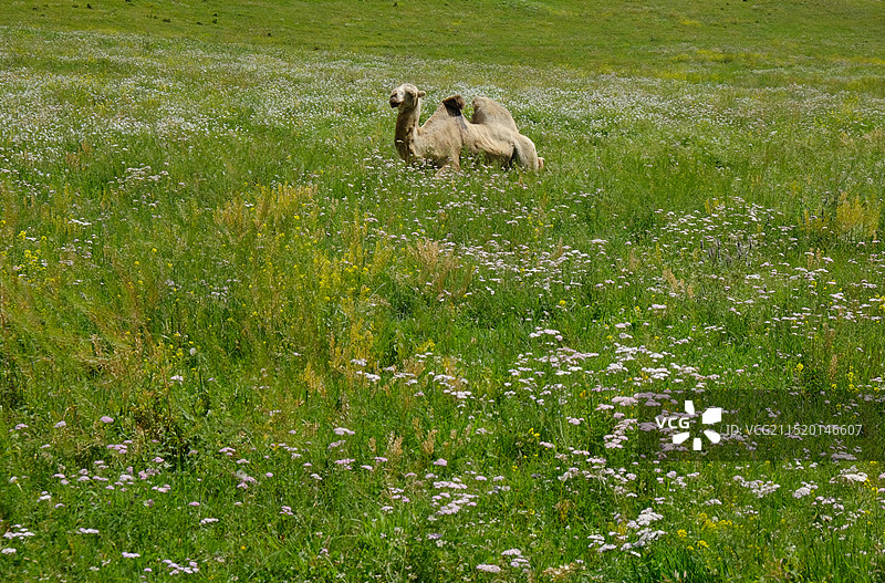 新疆喀纳斯国家地质公园图片素材