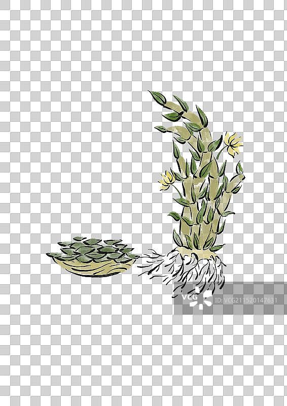 国潮风中医药插画元素-铁皮石斛图片素材