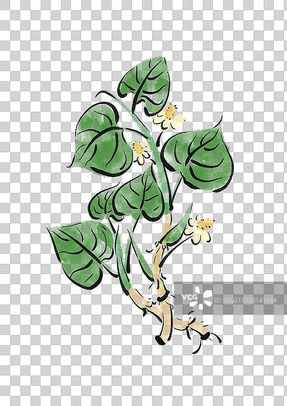 国潮风中医药插画元素-鱼腥草图片素材