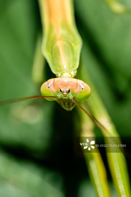 螳螂微距特写图片素材