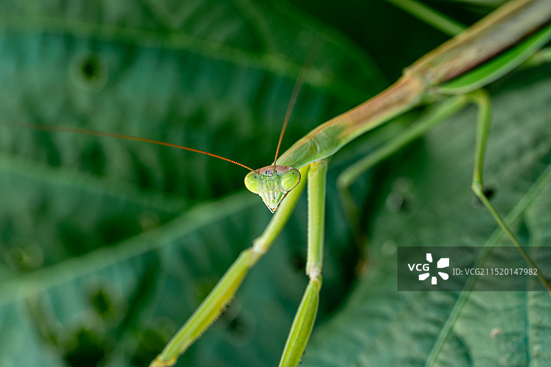 螳螂微距特写图片素材