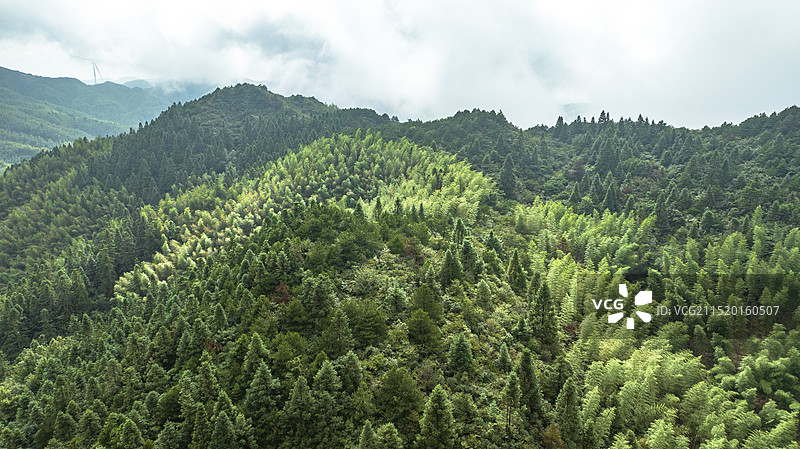 俯瞰山野里的竹海图片素材