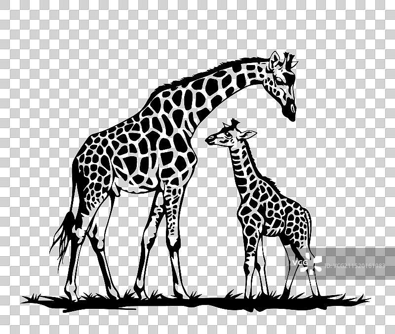 白色背景上的长颈鹿母子图片素材