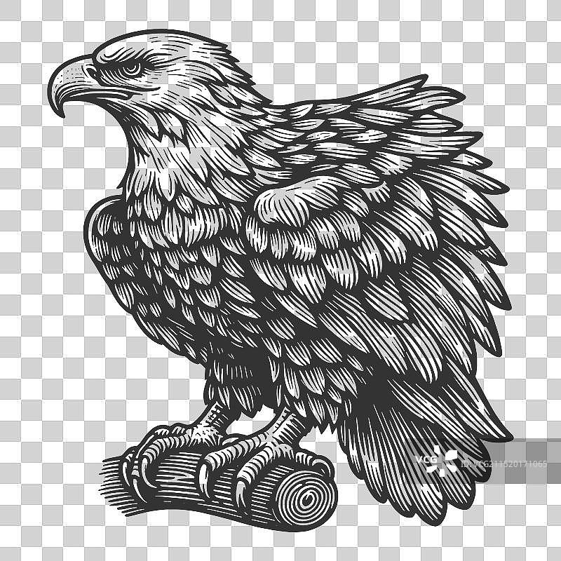 老鹰雕刻素描图片素材