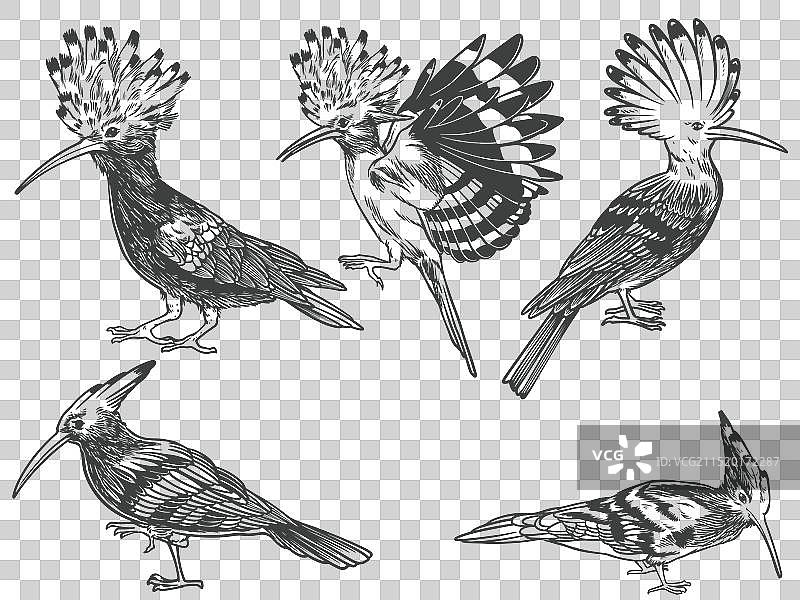 手绘戴胜鸟不同角度图片素材