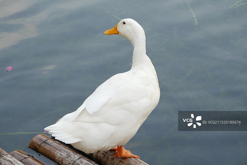 湖内游水的鸭子图片素材