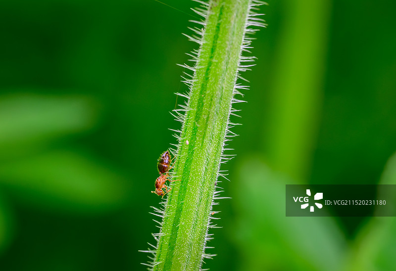 绿植树上蚂蚁图片素材