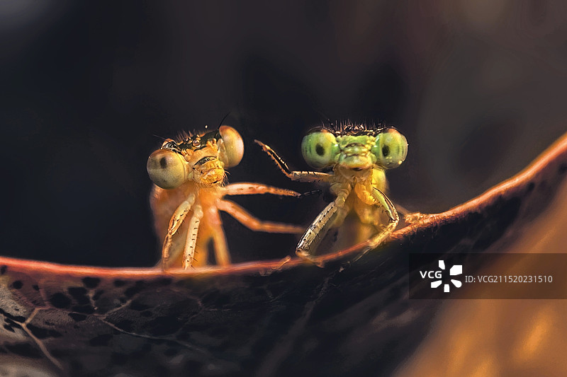 它不乖（豆娘·Damselfly）图片素材