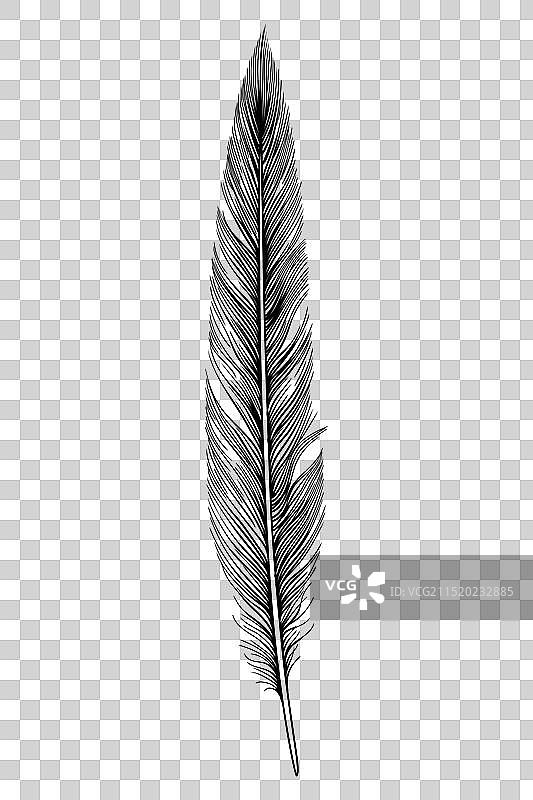 手绘羽毛图标黑色剪影图片素材